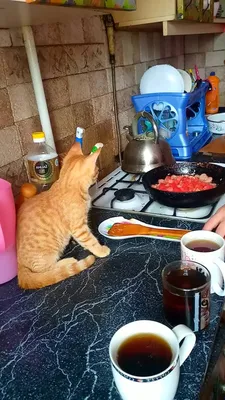 Сварливый кот с чашкой кофе | Премиум Фото