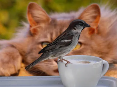 Кот пьет кофе утром у окна …» — создано в Шедевруме