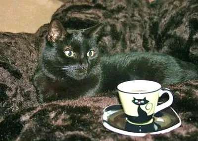 Магнит кот с кофе из керамики | ЯКМ