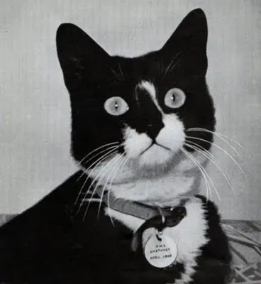 Вислоухий кот Саймон - Благотворительный Фонд помощи животным «Огонь души»