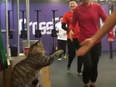 На спорте: на видео попал кот, устроивший тренировку по аэробике