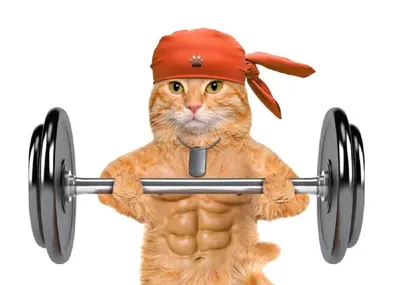 Спортсмен кота с гантелями стоковое изображение. изображение насчитывающей  штангист - 123473459