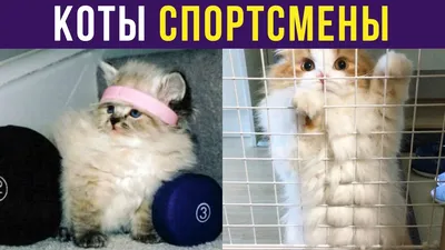 Кот-спортсмен | Про котиков и ещё о чем нибудь | Дзен