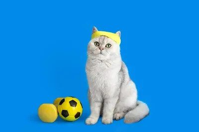 Кот-спортсмен | Про котиков и ещё о чем нибудь | Дзен