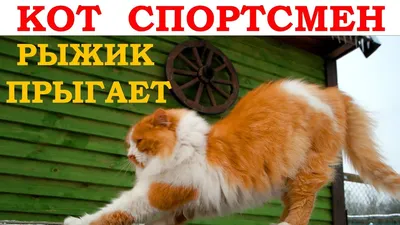 Мускулистый кот-спортсмен, бодибилдер тренируется в тренажерном зале  генеративная иллюстрация ai | Премиум Фото