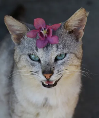 Кот в короне. Кот Жулик и картонная корона. Примерка короны коту. | Жулики,  Смешной кот, Кот