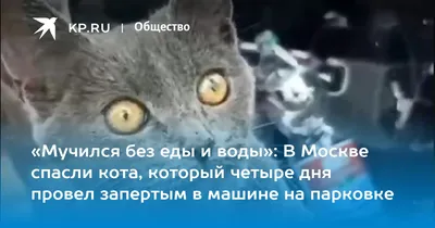 В Москве спасли находившегося 4 дня запертым в машине кота. Видео | РБК Life