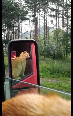 Оранжевый Кот Сидящий На Водителях Сидит В Машине Котенок Водитель —  стоковые фотографии и другие картинки Автомобиль - iStock