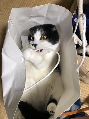 Кот в мешке | Пикабу