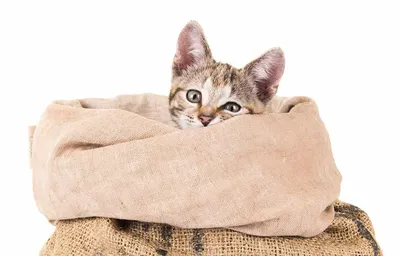Кот в мешке» — создано в Шедевруме
