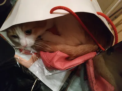 OC] Кот в мешке или сонный паралич : r/Pikabu