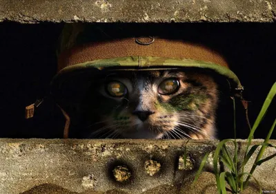 Рыжий кот Гоша помогает тульским десантникам в зоне специальной военной  операции - KP.RU