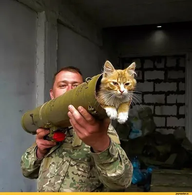 Кот связист военный on Craiyon