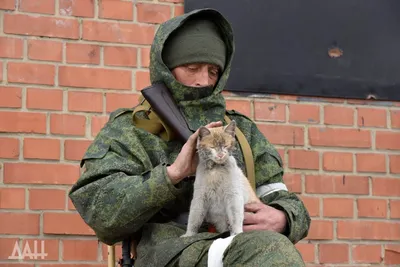 Искали три недели все военные: боевой кот Шайба вернулся к владельцу  (фото). Читайте на UKR.NET