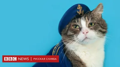 Голодный украинский кот прибился к российским военным | Приазовская степь
