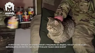 Даже во время военных действий наши российские бойцы не теряют  человечность. Голодный кот прибился к солдату из Якутии, а тот не мог… |  Instagram