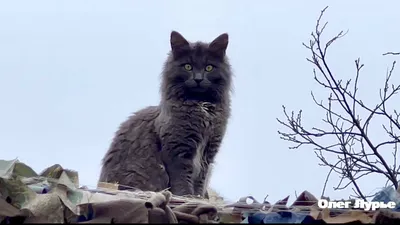 Кот из США стал звездой соцсетей благодаря схожести с котом из «Шрека» -  Газета.Ru | Новости