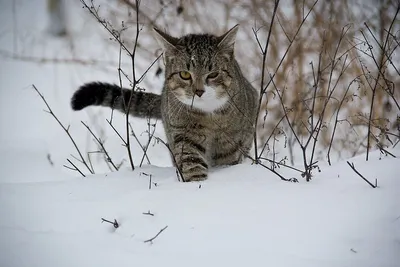 Боевые коты: военный поделился смешным видео - МЕТА