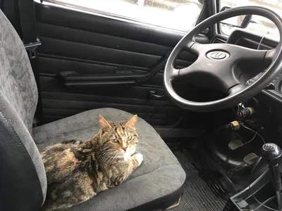 Кот за рулём — DRIVE2