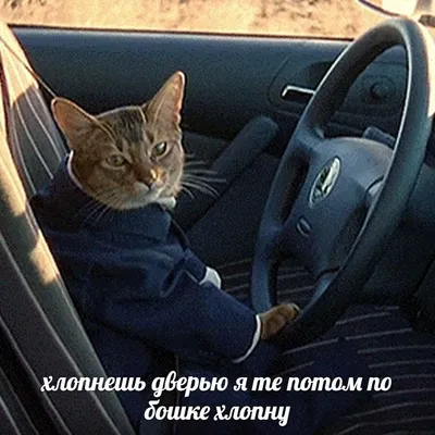 Дальнобойщик-блогер ездит с котенком — их история - 14 мая 2023 - v1.ru