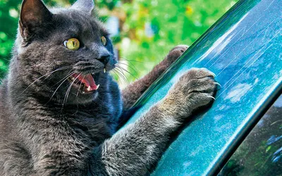 В Москве в запертой машине волгоградки четыре дня просидел кот