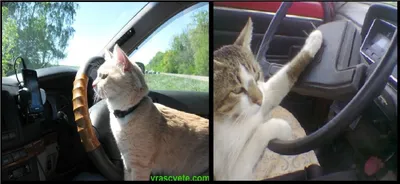 В Тюмени живет дрессированный кот Вася, смешные видео с котами, кот говорит  «мяу», 72.RU Новости Тюмени, - 22 мая 2022 - 72.ru