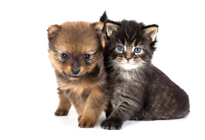 Сладкие котята и собачки на фото: скачать бесплатно