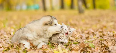 Котята и собачки - идеальные фотомодели: скачать бесплатно