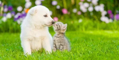 Фото Котов и собак вместе - самые милые моменты