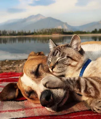 Картинки Котов и собак вместе: идеальный дуэт