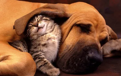 Фото Котов и собак вместе: волшебный союз