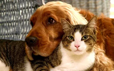 Изображения Котов и собак вместе: чудесный мир