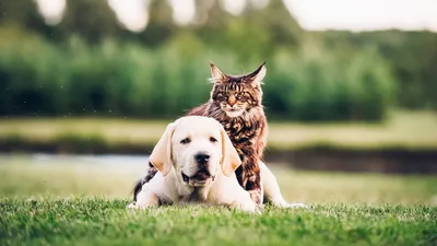 Картинки Котов и собак вместе: магия совместных моментов