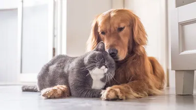 Изображения Котов и собак вместе: незабываемые встречи