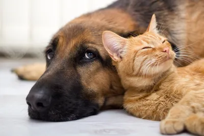 Фото Котов и собак вместе: счастье на фоне ласкового дружества