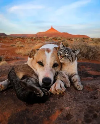 Фото Котов и собак вместе: радость и игра в одном кадре