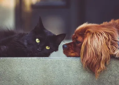 Картинки Котов и собак вместе: объединенные связью нежности