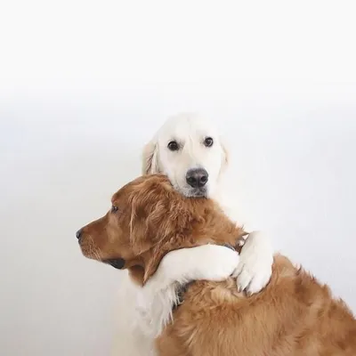 Фото Котов и собак вместе: душевное слияние