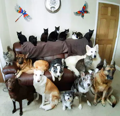 Картинки Котов и собак вместе: знаменитая дружба