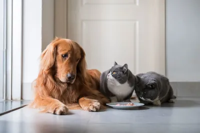 Фото Котов и собак вместе: прикосновение сердец