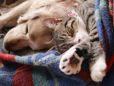 Изображения Котов и собак вместе: слияние душ