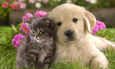 Фото Котов и собак вместе: изящество в объятиях