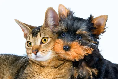Картинки Котов и собак вместе: любовь на всех уровнях