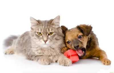 Фото Котов и собак вместе: искренние встречи