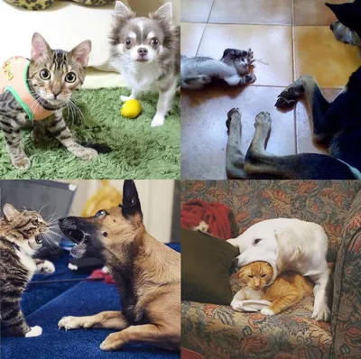 Изображения Котов и собак вместе: колорит союза