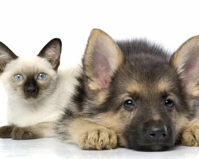Фото Котов и собак вместе: волшебный союз двух миров