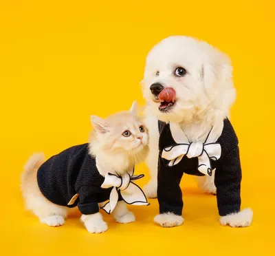Картинки Котов и собак вместе: гармония в области красоты