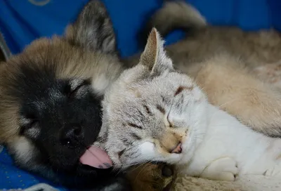 Фото Котов и собак вместе: незабываемые объятия