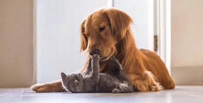 Изображения Котов и собак вместе: прекрасные мгновения счастья
