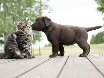 Фото Котов и собак вместе: дружба без границ